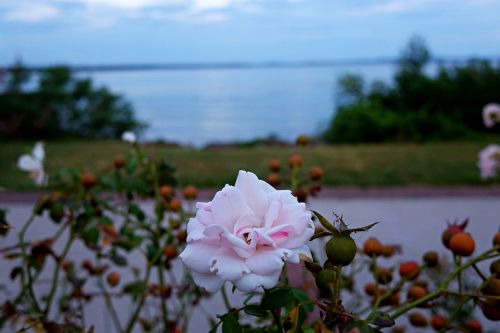 Rožė, Gėlė, Havre De Grace, Susquehanna Upė, Česapiko Įlanka, Gamta, Gėlių, Žiedas, Rožinis