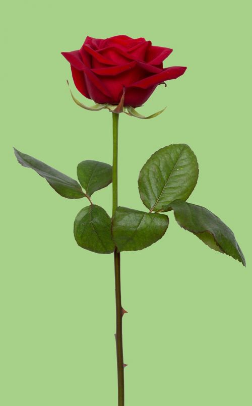 Rožė, Raudona, Raudona Roze, Gėlė, Meilė, Romantika, Dovanos, Gėlių, Valentine, Žalias, Vienas, Stiebas, Romantiškas, Augalas