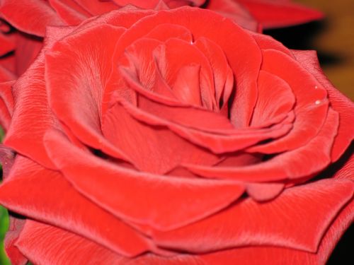 Rožė, Gėlė, Raudona, Šilkas, Foto