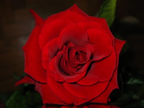 Rožė, Gėlė, Raudona, Šilkas, Dekoratyvinis, Vintage
