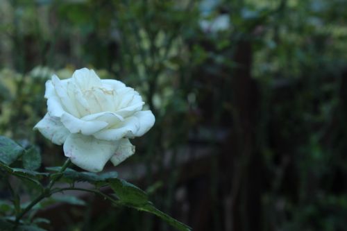Rožė, Balta Rožė, Balta, Rožės, Fonas, Gamta, Gėlės, Turkija