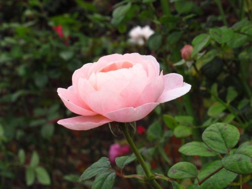Rožė, Rožinis, Gėlių, Gėlė, Sodas, Hampton Court, Rožių Sodas, Londonas