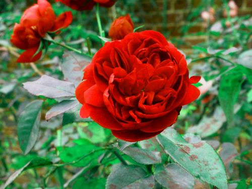 Rožė, Raudona, Gėlė, Raudona Roze, Žydėti, Hampton Court, Spalva, Žiedlapis