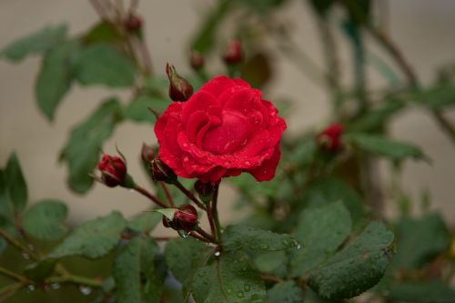 Rožė, Raudona Roze, Raudona, Gėlės, Romantika, Meilė, Gėlė, Rosenknup
