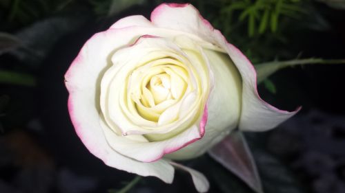 Rožė, Balta Rožė, Balta, Gėlė, Romantika, Gėlių, Meilė, Žydėti
