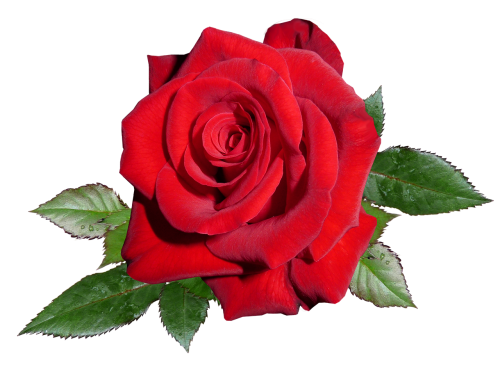 Rožė, Raudona, Romantika, Valentine