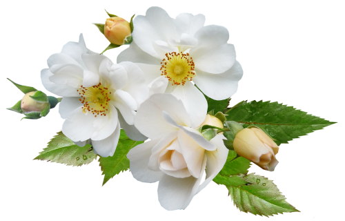 Rožė, Balta, Vienas, Gėlė, Augalas