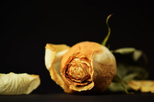 Rožė, Prechtel Rose, Žiedlapiai, Juoda