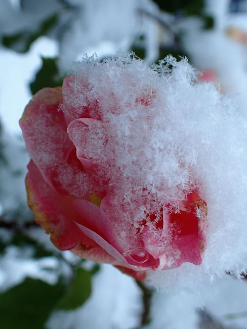 Rožė, Sušaldyta, Rožinis, Sniegas, Žiema