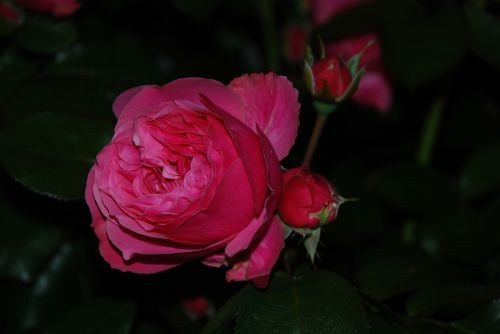 Rožė, Tamsi, Vakaras