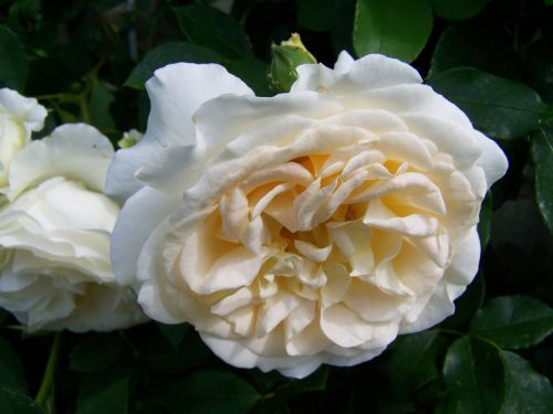Rožė, Balta Gėlė, Vasaros Gėlė, Gėlių Sodas