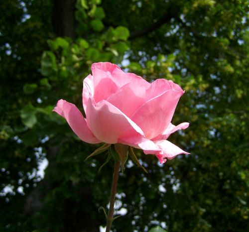 Rožė, Rožinis, Gėlių Sodas, Vasaros Gėlė
