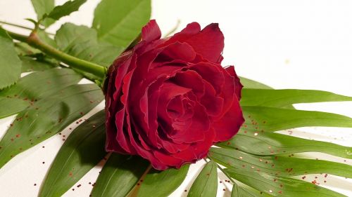 Rožė, Raudona Roze, Raudona, Žiedas, Žydėti, Gėlė, Išaugo Žydėti, Romantiškas, Meilė, Vestuvių Dieną, Valentino Diena