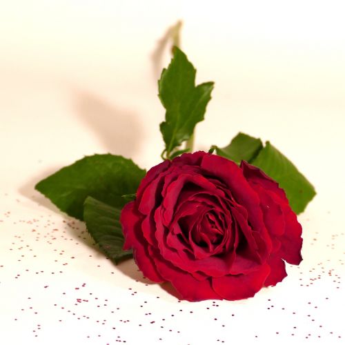 Rožė, Raudona Roze, Raudona, Žiedas, Žydėti, Gėlė, Išaugo Žydėti, Romantiškas, Valentino Diena, Vestuvių Dieną, Meilė