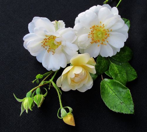 Rožė, Balta, Gėlė
