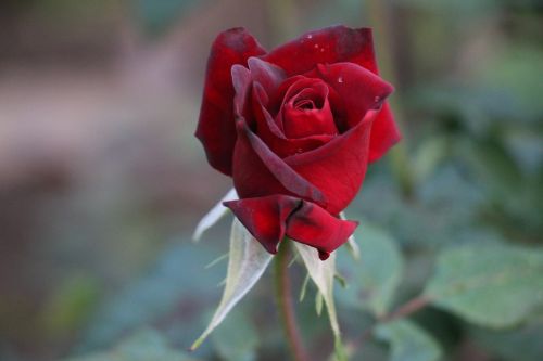 Rožė, Raudona Roze, Meilė, Romantika, Raudonos Rožės, Romantiškas, Kilnus