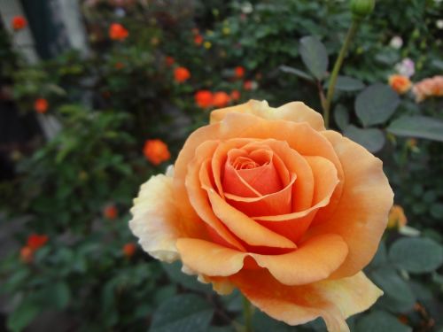 Rožė, Oranžinė Rožė, Indijos Rožė