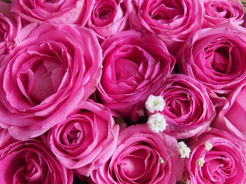 Rožė, Rožinis, Gėlė, Gamta, Augalas, Rožinės Rožės, Rožė, Valentino Diena, Gražus, Puokštė, Fonas Su Rozėmis, Romantiškas