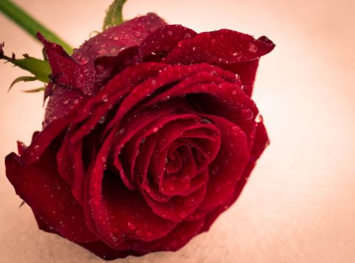 Rožė, Gėlė, Meilė, Romantiškas, Raudona