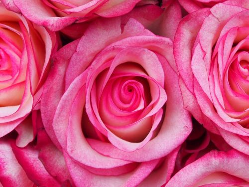 Rožė,  Žiedlapis,  Gėlė,  Gėlių,  Gėlės,  Švelnus,  Meilė,  Rožinis,  Romantiškas,  Gamta,  Be Honoraro Mokesčio