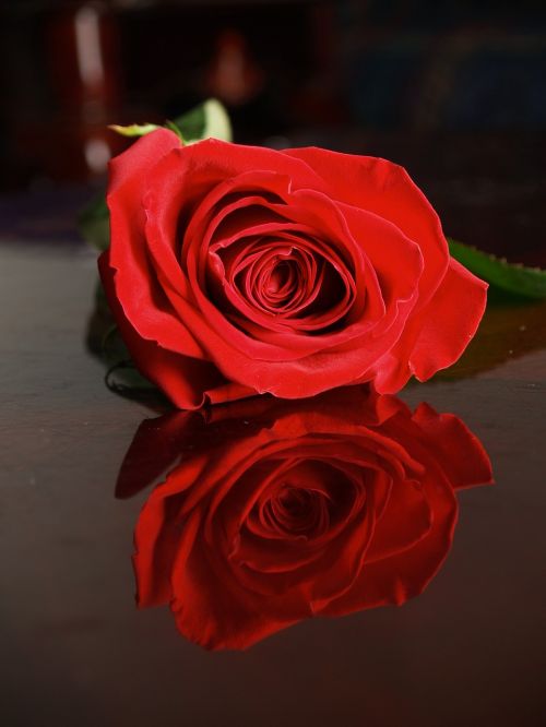 Rožė,  Gėlė,  Žiedlapis,  Romantika,  Meilė,  Be Honoraro Mokesčio