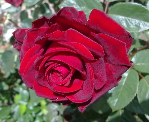 Rožė, Raudona Roze, Gėlė, Gamta, Romantiškas, Rožės, Vienas, Augalas, Gražus