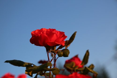 Išaugo,  Raudona Roze,  Gėlė,  Gamta