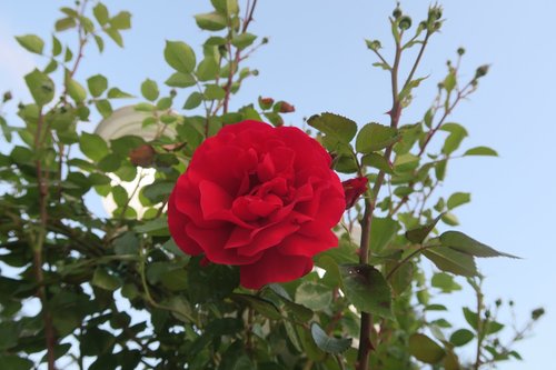 Išaugo,  Raudona Roze,  Gėlė,  Augalų,  Gamta