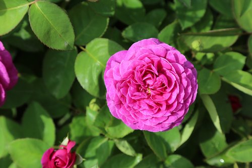 Išaugo,  Gulpembe,  Rausvos Rožės,  Išaugo Nuotraukų,  The Rose Garden