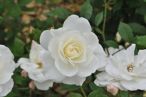 Išaugo,  Baltos Rožės,  Gėlių Sodas,  Gražus,  Gėlės,  Gamta