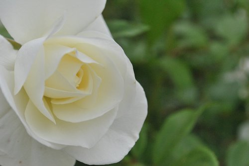 Išaugo,  Baltos Rožės,  Gėlių Sodas,  Gražus,  Gėlės,  Gamta