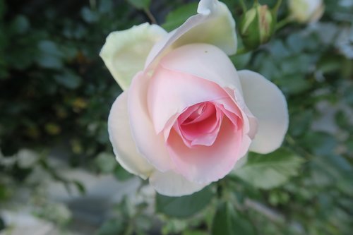 Išaugo,  Balta Rožė,  Pobūdį,  Gėlė,  Augalų,  Rožės,  The Rose Garden