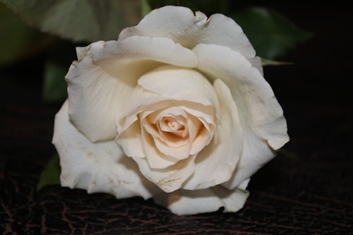 Išaugo,  Balta Rožė,  Baltos Rožės,  Atvira Rose,  Gėlė,  Žiedas,  Žydi,  Padidėjo Žydėti,  Stebuklas