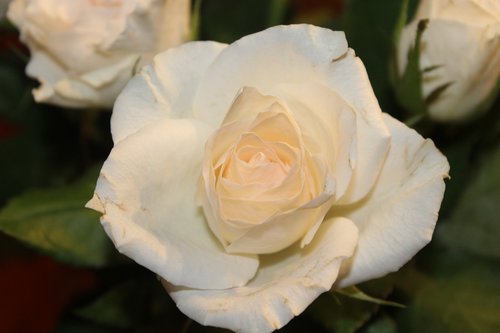 Išaugo,  Balta Rožė,  Atvira Rose,  Žiedas,  Žydi,  Baltos Rožės,  Gėlė,  Vestuvės,  Gražus,  Išaugo Žydi