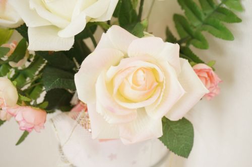 Rožė, Rosaceae, Rožinis, Balta