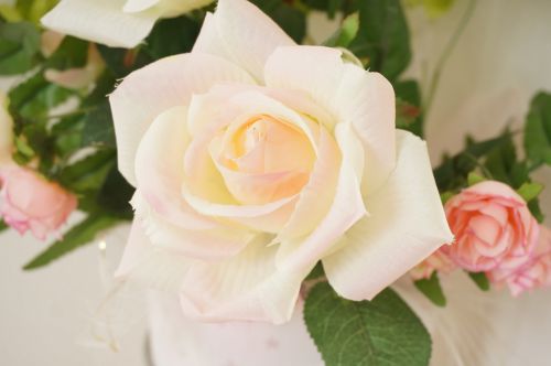 Rožė, Rosaceae, Rožinis, Balta