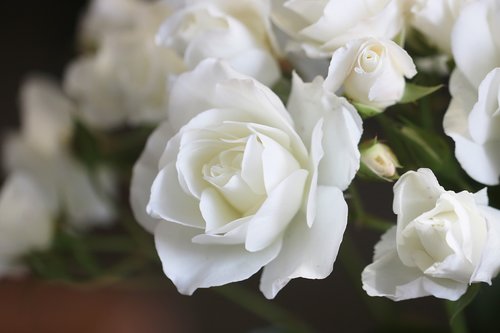 Išaugo,  Balta Rožė,  Gėlės