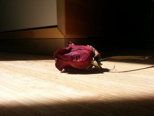 Rožė, Romantiškas, Gėlių, Melancholija
