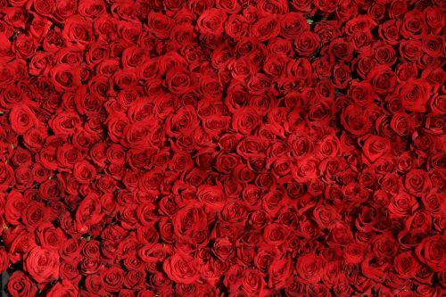 Rožė, Rožės, Gėlės, Raudona, Valentine