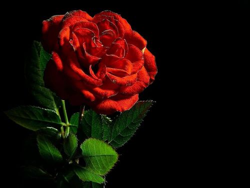 Rožė, Raudona, Gėlė, Meilė, Romantika