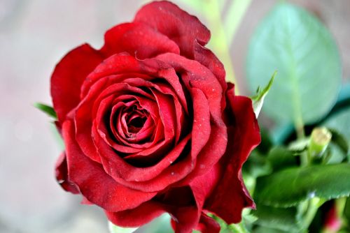 Rožė, Raudona, Gėlė, Meilė, Valentine, Romantika, Žiedas, Gėlių, Grožis, Romantiškas