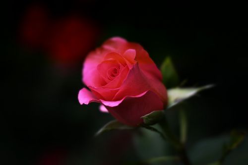 Rožė, Gėlė, Gamta, Gėlių, Romantika, Meilė, Raudona, Rožinis, Žiedlapiai