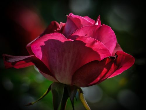 Rožė, Rožinis, Gėlė, Grožis, Romantiškas, Žiedlapiai, Izoliuotas, Gražus, Flora, Vienas, Aistra, Gėlių, Gamta