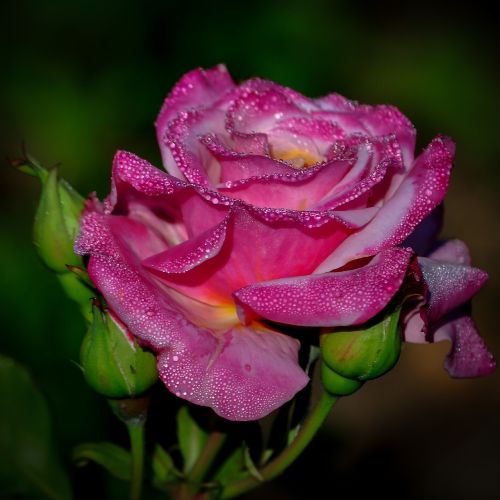 Rožė, Rožinis, Gėlė, Grožis, Romantiškas, Žiedlapiai, Gražus, Flora, Vienas, Aistra, Gėlių, Gamta, Lietaus Lašai