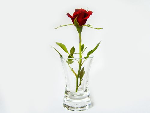 Rožė, Stiklas, Raudona, Gėlė