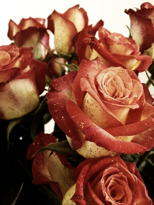 Rožė, Gėlės, Gražus, Rožinis, Gėlių, Grožis, Gamta, Puokštė, Romantiškas, Vintage, Romantika, Žiedlapis