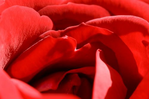 Rožė, Raudona, Gėlė, Romantika, Meilė, Žiedas, Valentine, Žiedlapiai, Žydėti, Augalas, Aistra