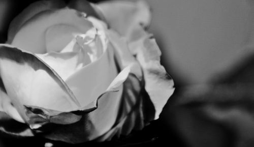 Rožė, Balta, Gėlė, Vestuvės, Grožis, Romantiškas, Gėlių, Juoda Ir Balta