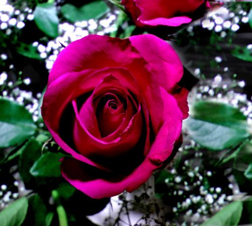 Rožė, Raudona, Išaugo Žydėti, Romantiškas