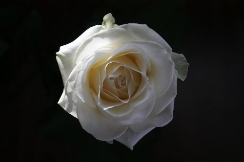 Rožė, Gėlė, Balta, Karalienė Gėlių